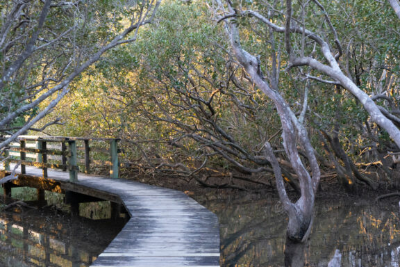 Mangrove mazes, Paihia's tidal forests weaving through the Bay of Islands