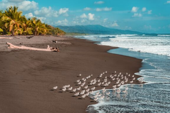 Playa de Matapalo, an untamed coastline offering raw natural beauty