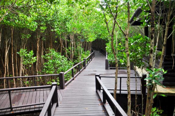 Pran Buri's mangroves, a crucible of coastal ecosystems