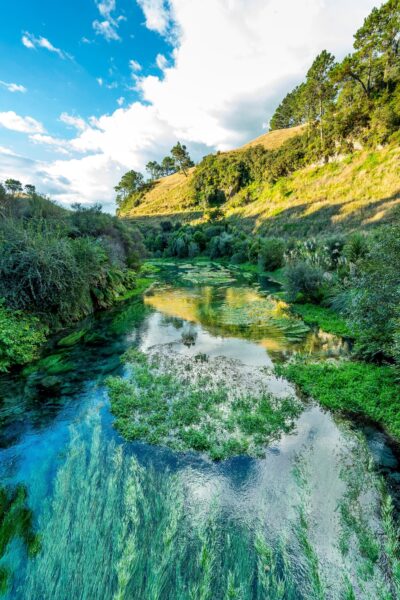 Putaruru Springs' ethereal waters weaving through Waikato's greenery