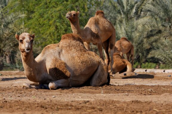 Several camels resting and standing in a sandy area with palm trees in the background.