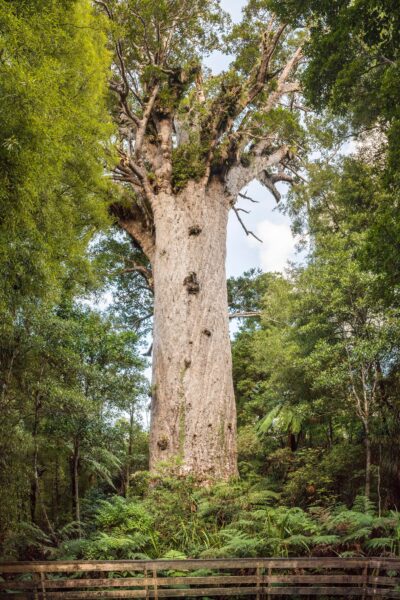 Tane Mahuta, the 'Lord of the Forest', a living legend among giants