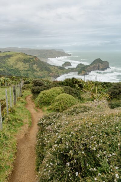 Te Henga walkway track in New Zealand's O'Neill Bay