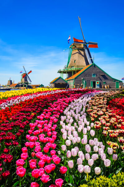 The historic windmills and wooden houses of Zaanse Schans