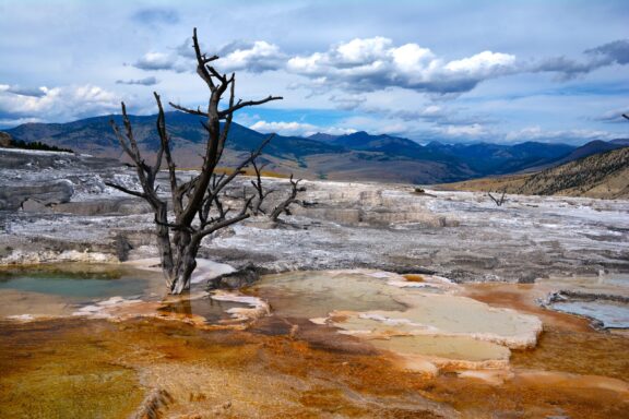 A barren tree stands among the colorful terraces of Mammoth Hot Springs with mountainous landscape in the background under a partly cloudy sky.