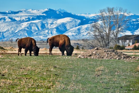 Two American bison grazing on a field with snow-covered mountains in the background and a clear blue sky.