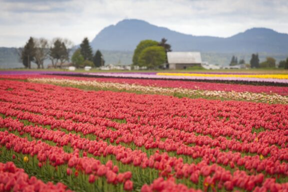 A vast field of blooming red tulips with varying colors of tulip rows in the background, a farm building, and a mountain under a cloudy sky.