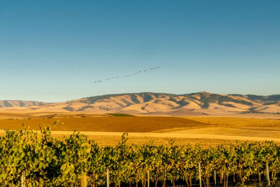 A vineyard in the foreground with golden fields and rolling hills in the background under a clear blue sky, with a flock of birds flying in V-formation.