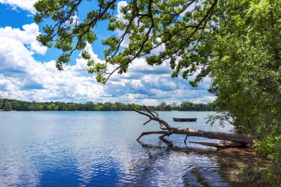 A scenic view of a lake with a fallen tree extending into the water, a floating platform in the distance, and a bright blue sky with scattered clouds overhead.