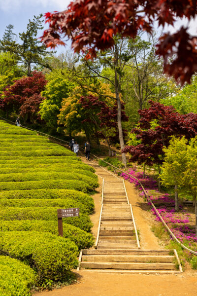 A picturesque garden with neatly arranged tea bushes on a hillside, a wooden staircase leading up the slope flanked by vibrant azaleas and diverse foliage, and people walking amidst the natural beauty.