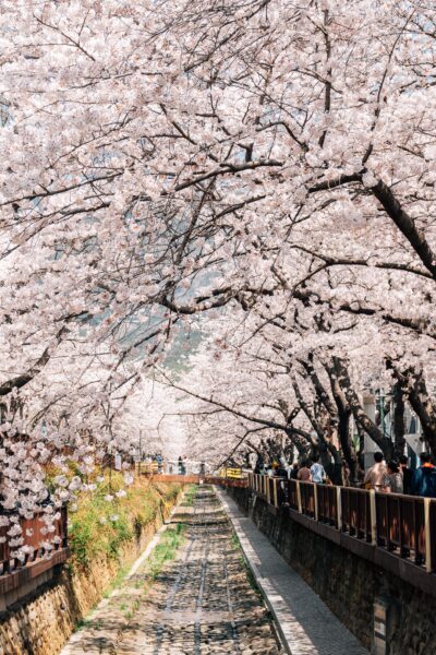 A canal lined with cherry blossoms in full bloom, with people strolling along pathways on either side under the canopy of flowers.