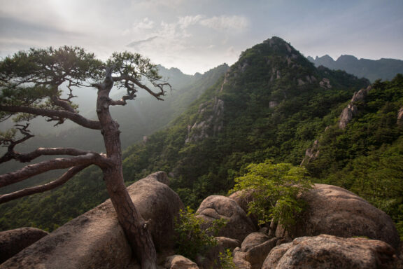 A scenic view of a rugged mountain range with a gnarled tree in the foreground and large boulders surrounded by verdant vegetation under a hazy sky.