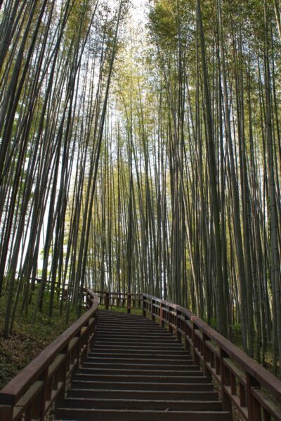 A wooden staircase leading up through a dense bamboo forest with tall, straight bamboo trunks and light filtering through the canopy overhead.