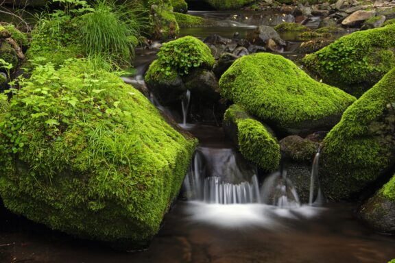 A serene stream flows through moss-covered rocks in a lush forest setting.