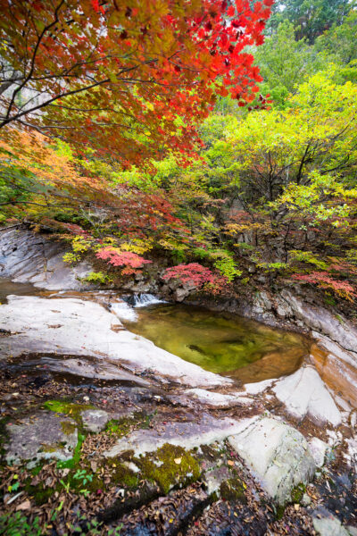 A vibrant autumn scene with red and yellow leaves canopying over a small, tranquil pool of water formed by a stream winding through smooth, moss-covered rocks.