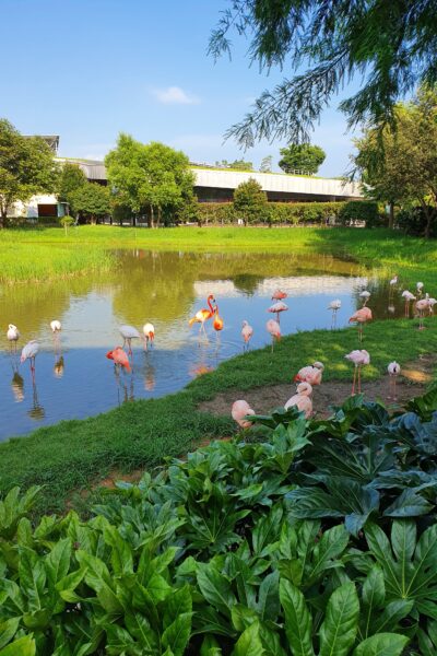 A serene pond with a flock of flamingos wading and foraging surrounded by lush greenery, with modern buildings in the background under a clear blue sky.