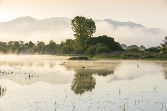 A serene landscape of a misty lake at dawn with herons wading in the water, a solitary tree reflecting on the surface, and mountains shrouded in clouds in the background.